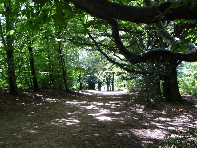 le chemin magique bordé d'arbre qui mène au sommet